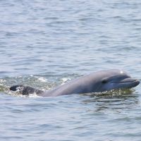 Paradise Dolphin Cruises photo