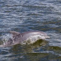 Paradise Dolphin Cruises photo