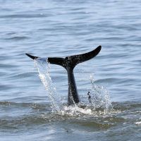 Paradise Dolphin Cruises photo