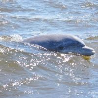 Paradise Dolphin Cruises photo