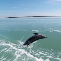 Paradise Dolphin Cruises photo