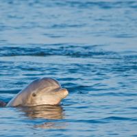 Paradise Dolphin Cruises photo