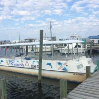 Paradise Dolphin Cruises photo