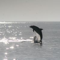 Paradise Dolphin Cruises photo