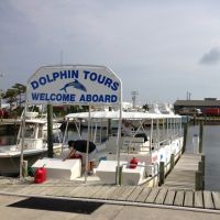 Paradise Dolphin Cruises photo