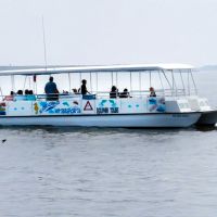 Paradise Dolphin Cruises photo