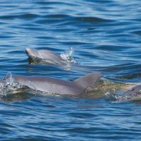 Paradise Dolphin Cruises photo