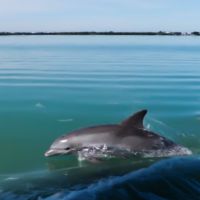 Paradise Dolphin Cruises photo