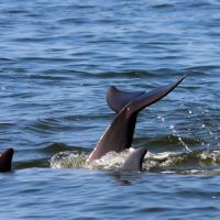 Paradise Dolphin Cruises photo