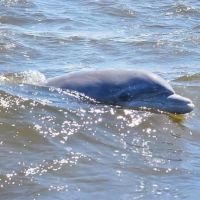 Paradise Dolphin Cruises photo