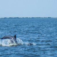 Paradise Dolphin Cruises photo