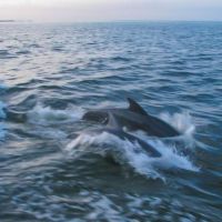 Paradise Dolphin Cruises photo