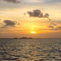 Paradise Dolphin Cruises photo