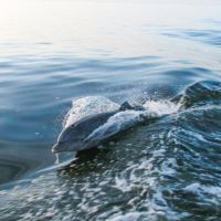 Paradise Dolphin Cruises photo