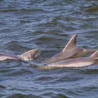 Paradise Dolphin Cruises photo