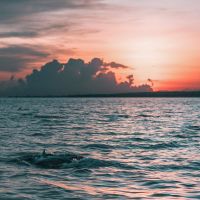 Paradise Dolphin Cruises photo