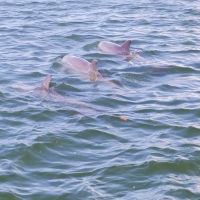 Paradise Dolphin Cruises photo