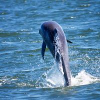 Paradise Dolphin Cruises photo