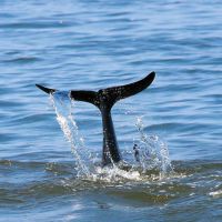 Paradise Dolphin Cruises photo