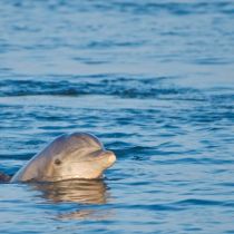 Paradise Dolphin Cruises, Dolphin Tours