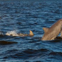 Paradise Dolphin Cruises, Outer Banks Cruises