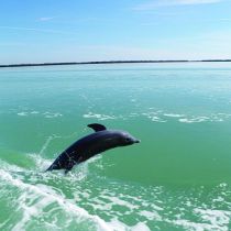 Paradise Dolphin Cruises, Dolphin Tours