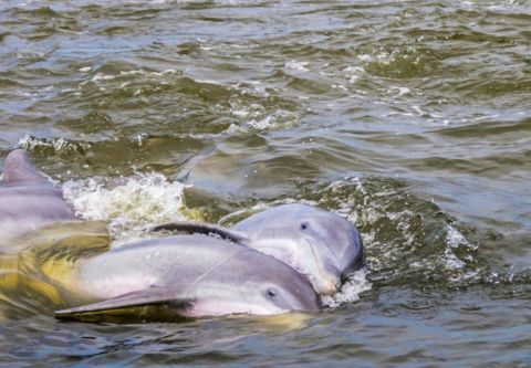 Paradise Dolphin Cruises, See the Wild Dolphins!