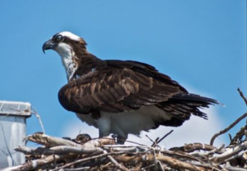 Paradise Dolphin Cruises, Birdwatching by Boat